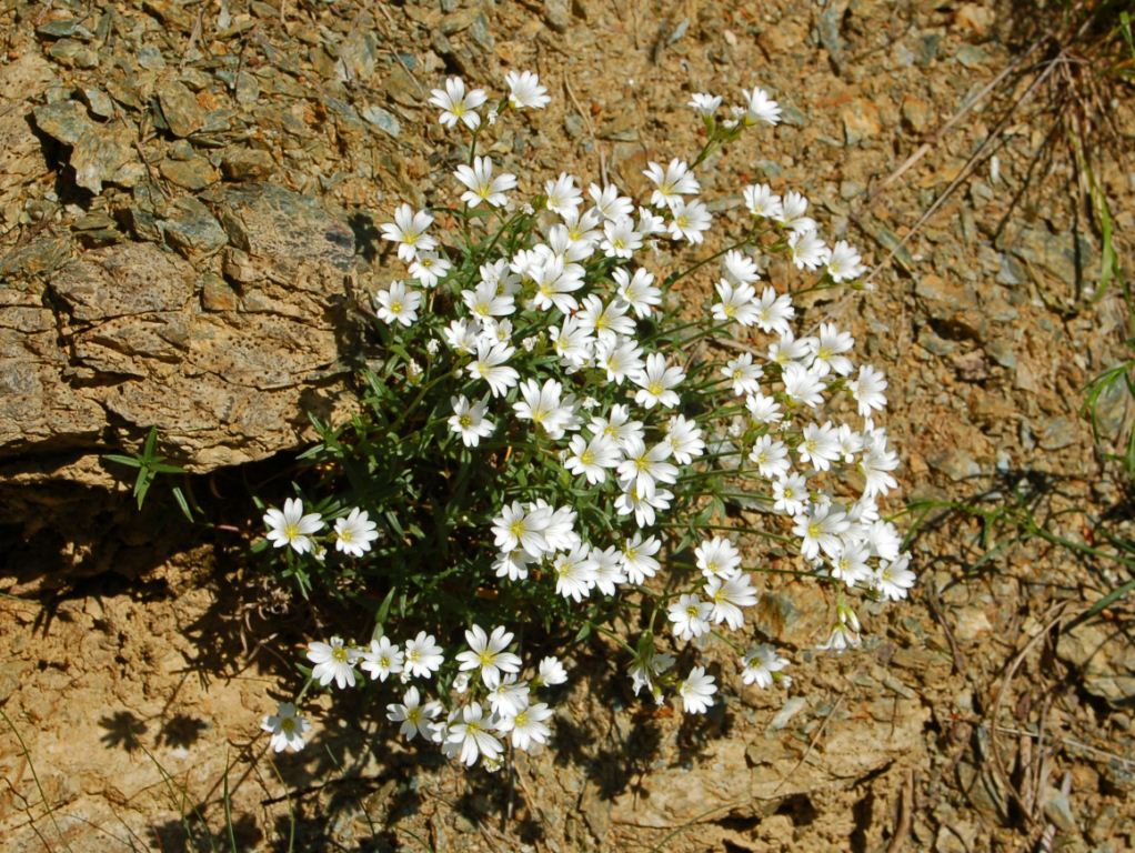 Cerastium utriense / Peverina di Voltri